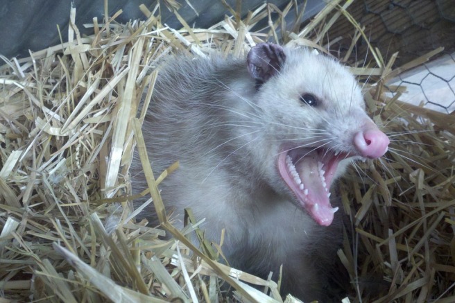 Defensive Opossums